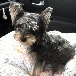 Meet your Posher, Carolina